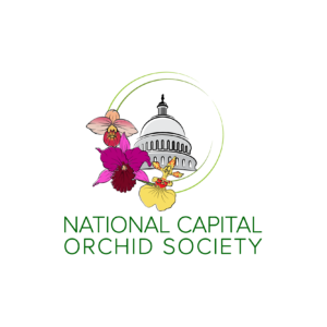 National Capital Orchid Society logo. The dome of the US Capital building, with 2 thin green circles. There is a pink Phragmipedium flower, a purple Cattleya flower and a yellow Oncidium flower