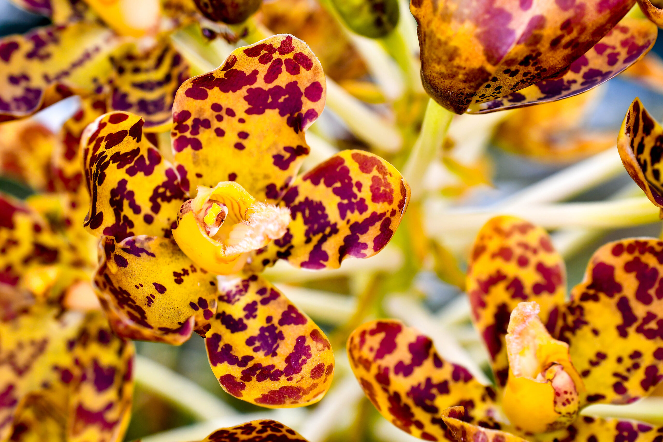 Tiger orchid - possibly Grammatophyllum speciosum. A close up of several flowers on a large inflorescence. The main color is yellow, overlaid with maroon dots and blotches on the petals and sepals.