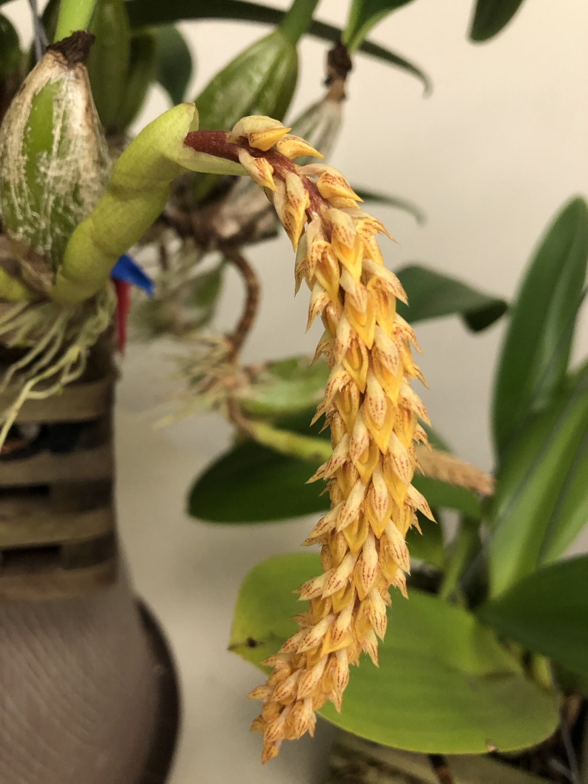 Bulbophyllum species - no name. A single inflorescence with over two dozen small yellow flowers. The inflorescence curves down from the bottom of a pseudobulb. The flowers are tightly packed along the length of the inflorescence.