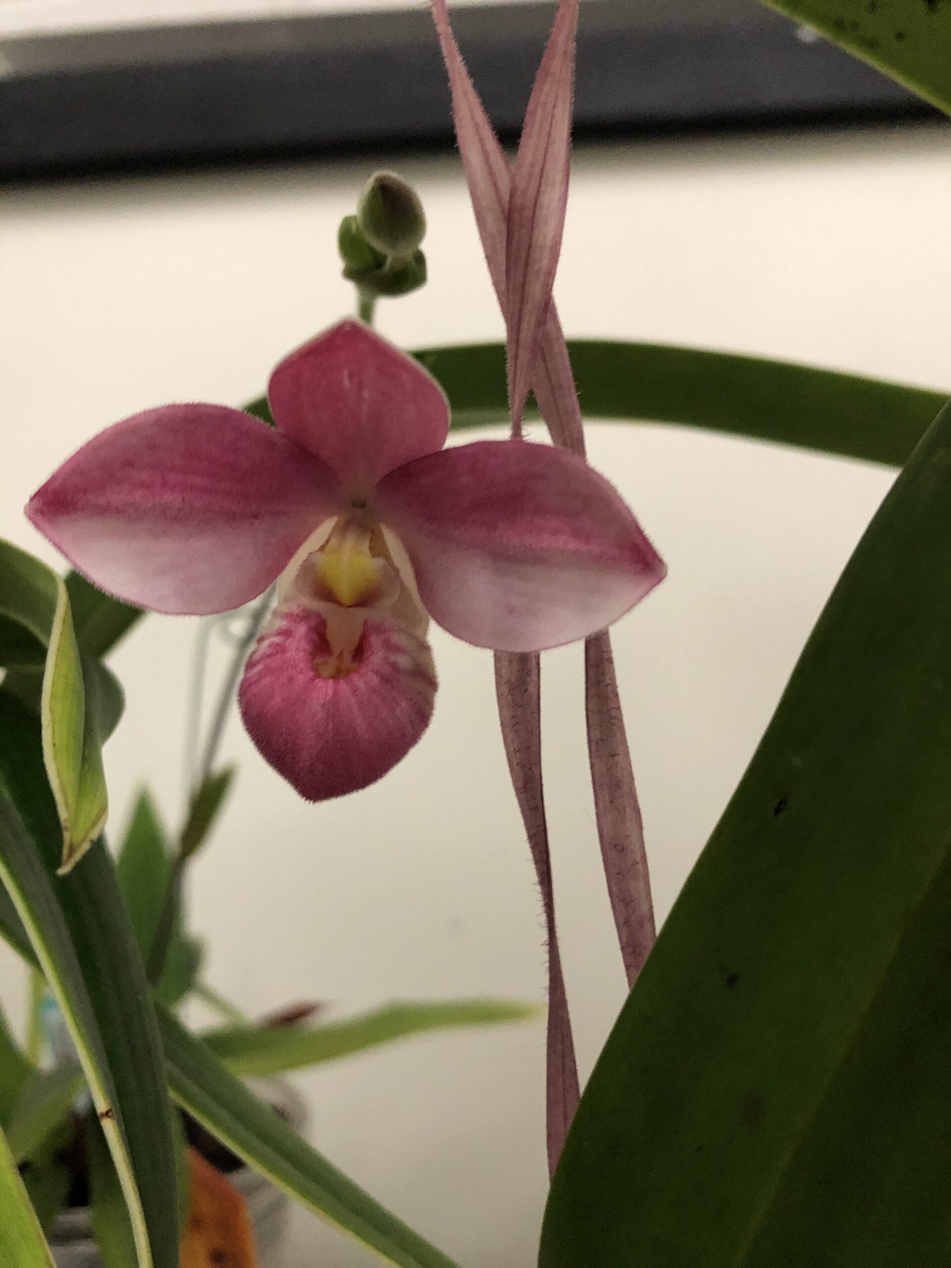 Phragmipedium Hannah-Popow type (no name). A single pink flower. The pouch is a dark pink color. The two petals are dark pink on the top half and a lighter pink on the bottom half. The dorsal sepal is also pink.