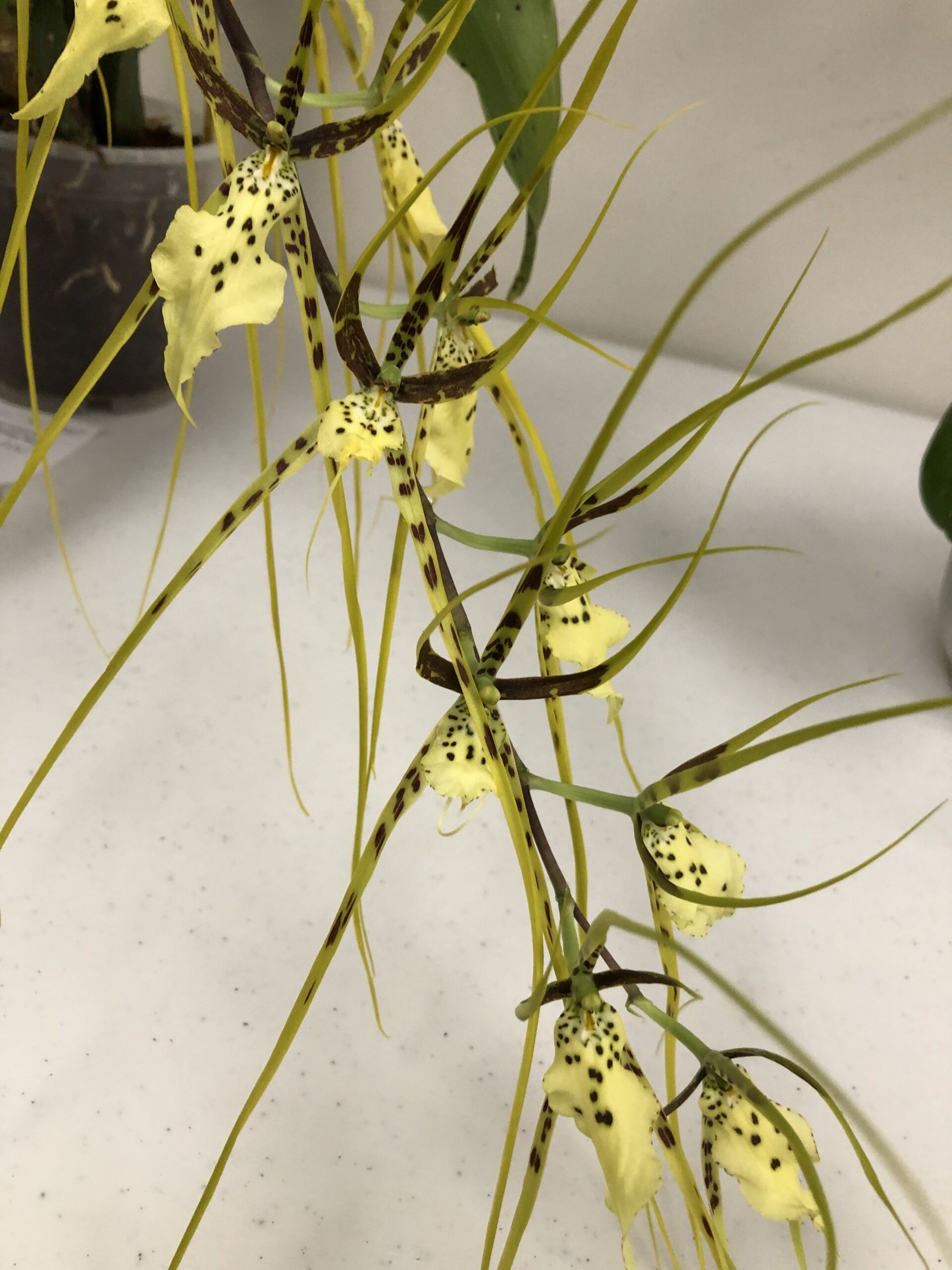 Brassia no name. A single inflorescence with over eight large spidery flowers. The lip is a light yellow with dark spots. The petals and sepals are long and skinny. They are a mid green with dark brown spots.