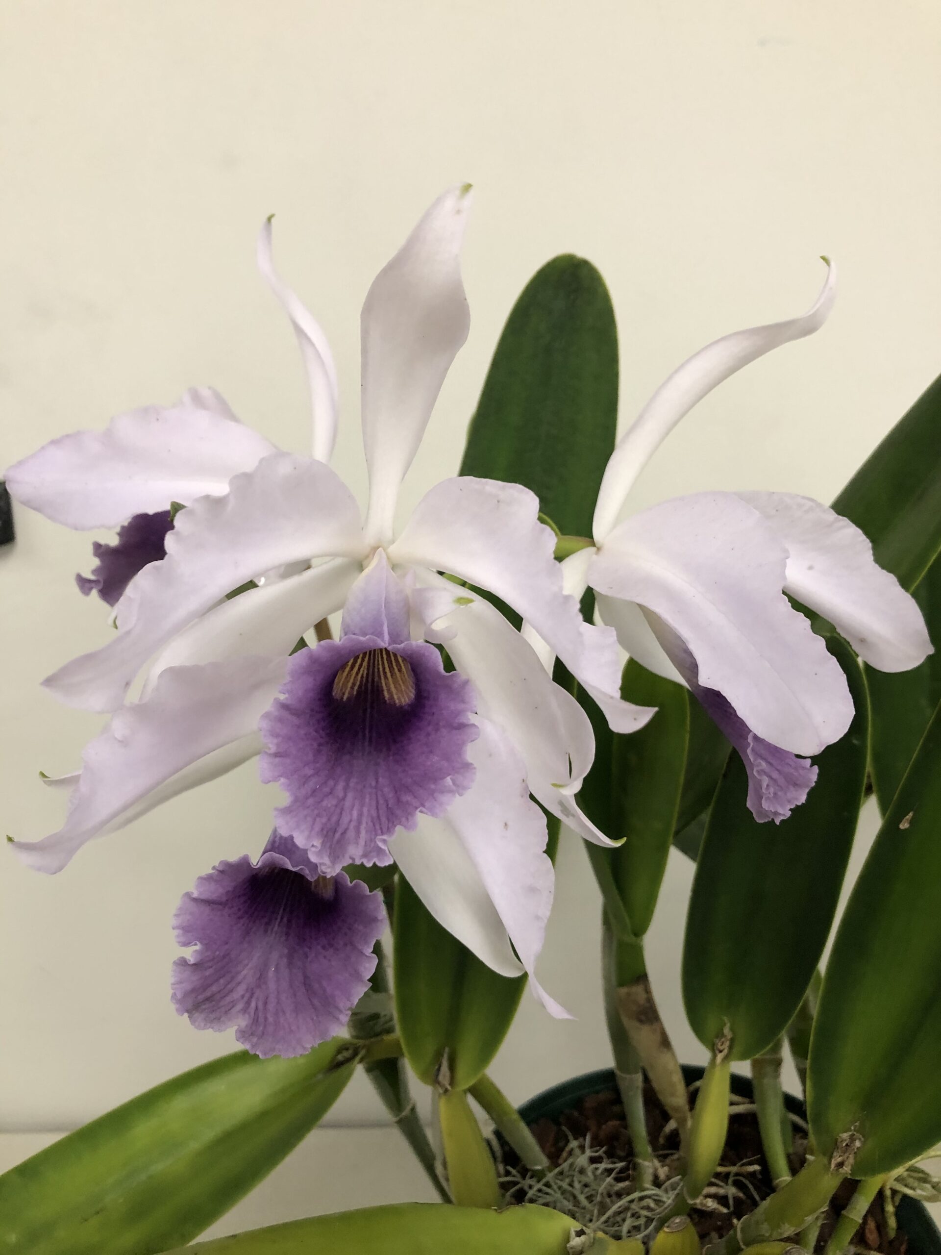 Cattleya no name. A plant with four large semi-alba flowers. The lip is a steely purple with yellow markings in the throat. The two petals are ruffled. The petals and sepals are pure white.
