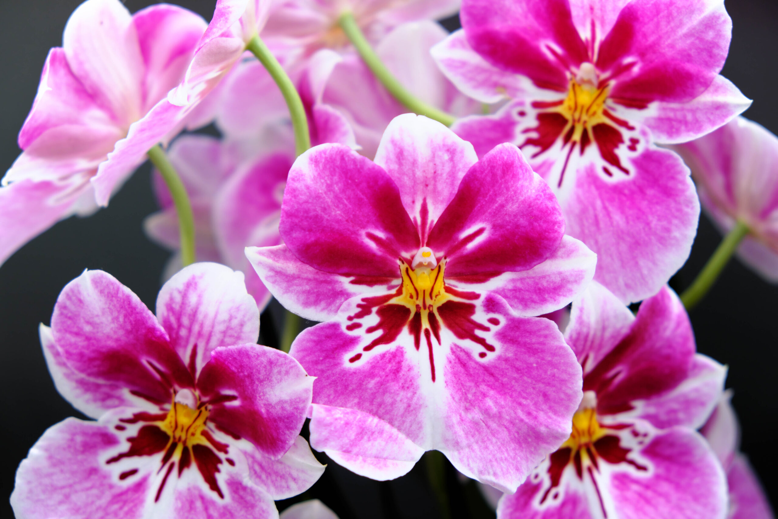 Miltoniopsis no name. A close up of an inflorescence. The lip has a white background color overlaid with a purple blush and dark red markings near the center. The petals and sepals are white, pink and red.