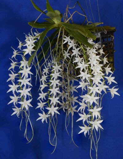 Aerangis articulata. A large mounted plant with over six inflorescences hanging down . Each inflorescence has 16-20 star-shaped white flowers with long nectaries.