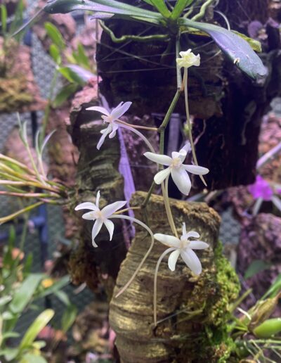 Aerangis mystacidii. A small plant mounted on cork growing in a terrarium. There are five small white flowers, each with a long curved nectary.