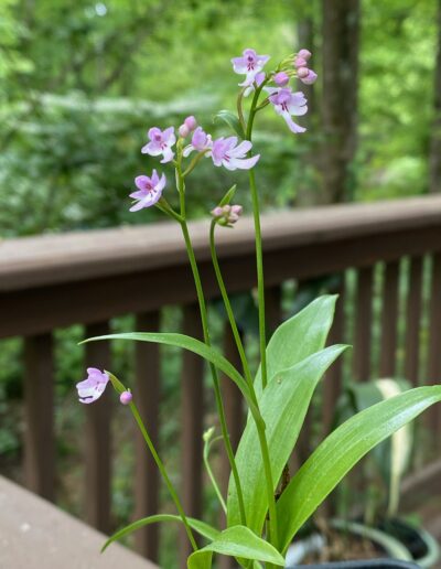 Amitostigma Enomotoe. A dainty plant growing in a pot with simple grassy green leaves. There are four inflorescences. The lip is pink with a white center and two lines of dark purple. The petals and sepals are pink.