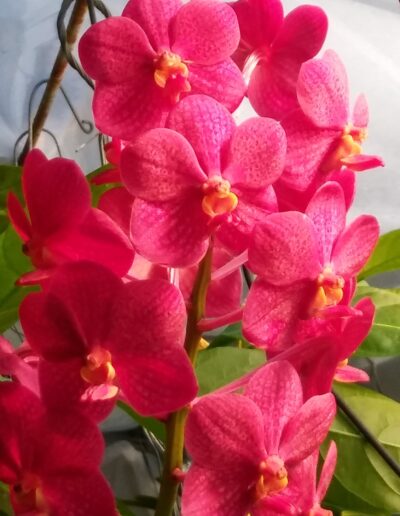 Ascocentrum Flame. A single inforescence with about a dozen flowers. The lip is small and is mostly yellow-orange. The sepals and petals are a bright reddish pink color.