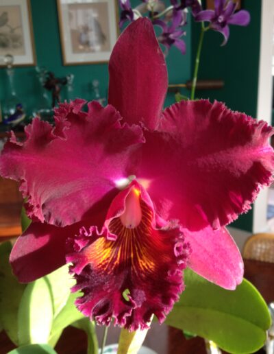 Brassolaeliocattleya New City. A single dark red flower. The lip is ruffled and has bright yellow veins over the red color. The two petals are broad and have ruffled edges.