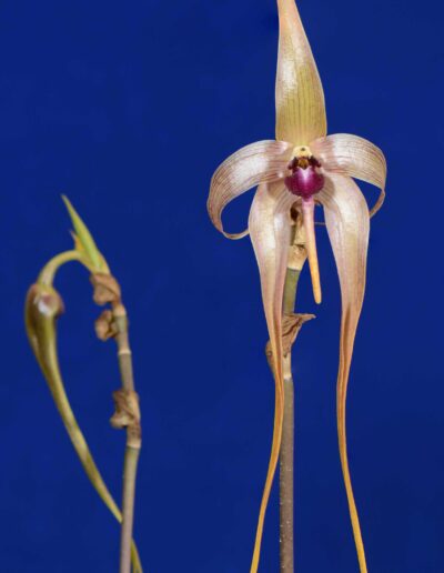 Bulbophyllum echinolabium. One flower and one large flower bud. The sepals are long. The two petals curve back. The lip is a dark maroon color. The petals and sepals are a soft yellow color.