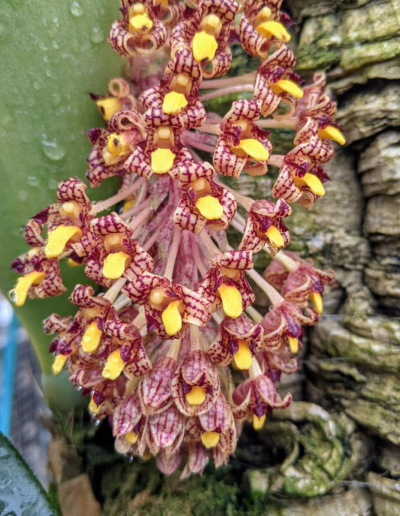 Bulbophyllum beccarii. A single inflorescence with over two dozen small flowers. The lip is a bright canary yellow. The petals and sepals are white with a pattern of brick red lines.