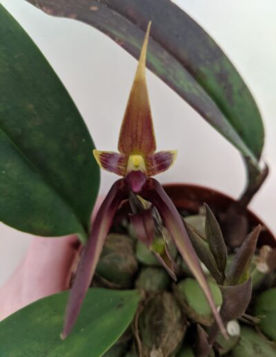 Bulbophyllum nymphopolitanum. A single flower. The lip and the bottom two sepals are a dark maroon brown color. The center of the lip is yellow. The two petals and the top sepal are yellow overlaid with maroon spots. The bottom two petals are long.