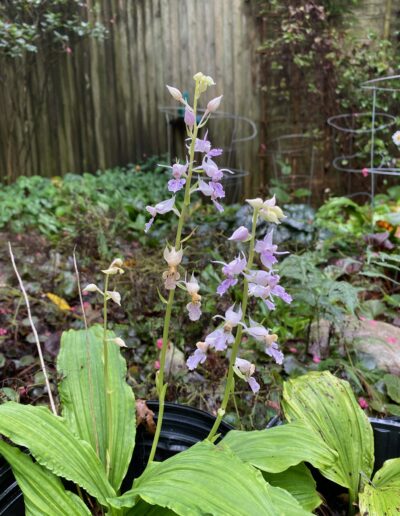 Calanthe reflexa. A plant growing in a pot outside in a garden. There are two inflorescenses, each with eight-ten flowers. The flowers are small and a light pink color.