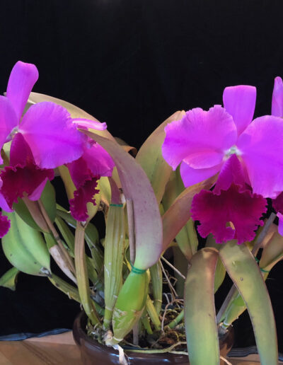 A Cattleya (no name) with nine large flowers. The lip is a strong reddish purple with a ruffled edge. The petals and sepals are fuschia pink, and the two petals are large and ruffled.