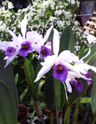 Cattleya Beachview. A semi-alba Cattleya with six flowers. The petals and sepals are white. The trumpet shaped lip is a rich purple with a golden throat.