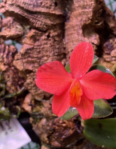 Cattleya (formerly Sophronitis) mantiqueirea. A single cherry red flower on a tiny plant. The flower is larger than the plant.