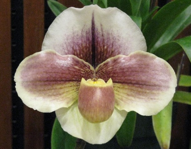 A single bulldog Paphiopedilum flower. The lip has an off-white background overlaid with dark pink patterns and a light yellow center. The two petals are white with dark red veins and lighter reddish pink blush. The dorsal sepal is white with burgundy veins.