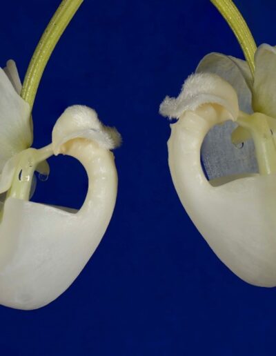 Coryanthes alborosea. A pair of flowers hangs below the plant. The flowers have a complicated shape. The lip is a bucket shape, with a pure white color. A drop of nectar is seen in the center of the flower, ready to drip into the bucket. The petals and sepals are a crystalline translucent white.