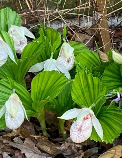 Cypripedium formosanum growing in a garden bed. There are many growths each with a pair of pleated leaves. There are six flowers. The pouch is inflated and is a white color with maroon spots on the inside of the pouch. The petals and dorsal sepals are an ivory white color.