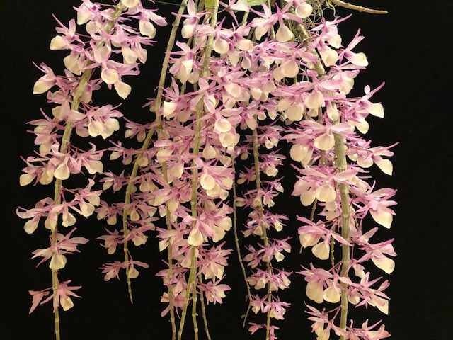 Dendrobium anosmum. Approximately 10 canes hang down from the pot and and covered with hundreds of flowers. The lip is large and white. The petals and sepals are a mid-pink color.
