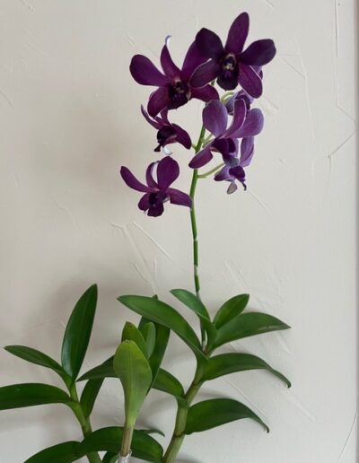 Dendrobium Udom Blue Angel. A single upright inflorescence with seven dark purple flowers.