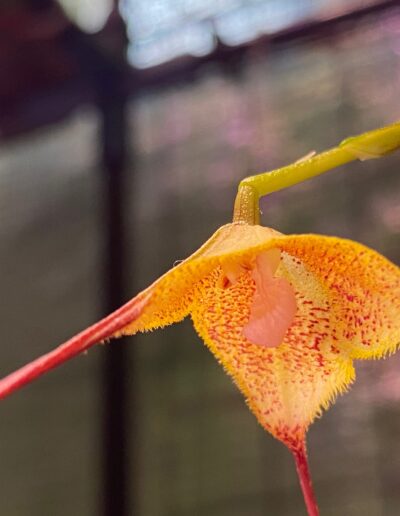 Dracula gaskelliana. A single flower hangs down on an inflorescence, seen from below. There are three red ends on the sepals. The center of the flower is a golden yellow color with red dots and yellow hairs. The lip is a soft pink color in the center.