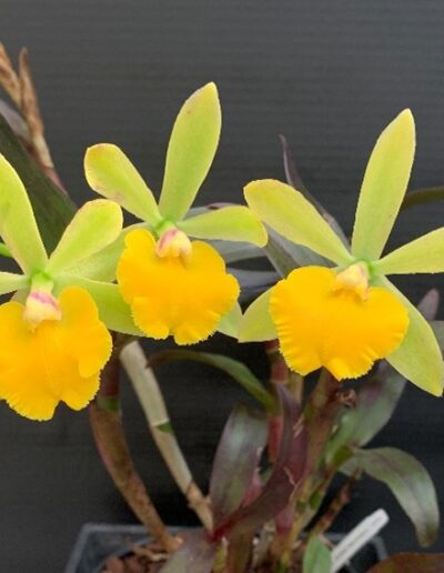Epicladium hybrid - no name. Three flowers with broad canary yellow lips with ruffled edges. The petals and sepals are a light apple green color.