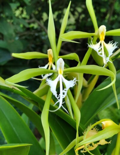 Epidendrum ciliare. Three flowers on an inflorescence. The flowers have a highly fringed white lip with a yellow throat. The petals and sepals are an apple green color.