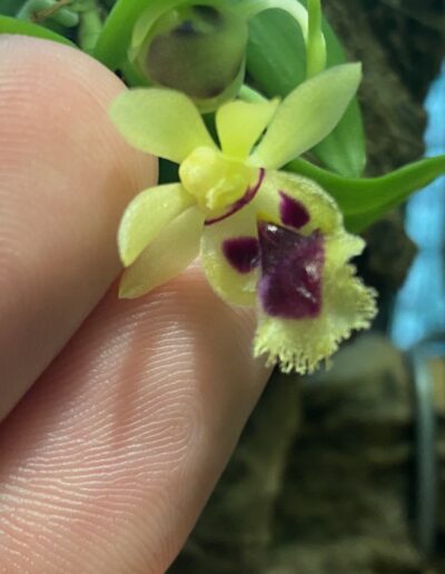 Haraella retrocalla. A single flower held between two fingers. The lip is large and has a fringed edge. The lip is a greenish yellow color with three large maroon spots. The petals and sepals are yellow.