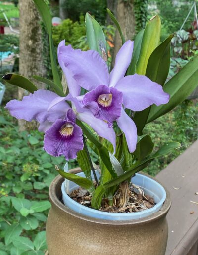 Laeliocattleya Canhamiana coerulea 'Azure Sky'. Two large flowers. The lip is a mid purple with a light yellow throat with fine purple lines. The two petals are a mid-lavender color with slightly rippled edges. The three sepals are a light lavender color.
