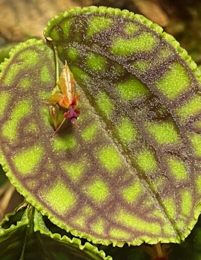 Lepanthes caladictyon. A single leaf with a small flower in the center. The leaf has a heart shape with a wavy edge. The leaf has an emerald green color with patterns of darker green veins. The flower sits in the center of the leaf. The flower has a brick red lip and light orange petals and sepals.