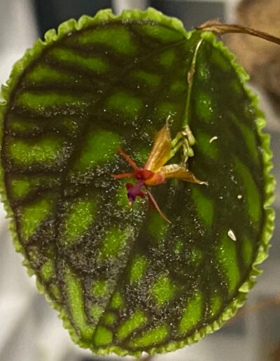 Lepanthes caladictyon. A single leaf with a small flower in the center. The leaf has a heart shape with a wavy edge. The leaf has an emerald green color with patterns of darker green veins. The flower sits in the center of the leaf. The flower has a brick red lip and light orange petals and sepals.