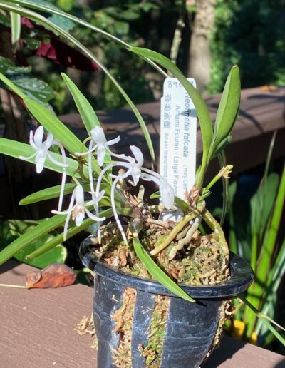 Neofinetia falcata. A single inflorescence with five white flowers. Each flower has a long curved nectary.