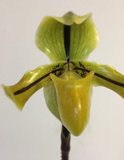 Paphiopedilum druryi. A single flower on the inflorescence. The lip is yellow. The two petals are yellow-green with a brown stripe down the center and a dusting of small brown spots. The dorsal sepal is apple green with darker green veins and a broad brown stripe down the center.