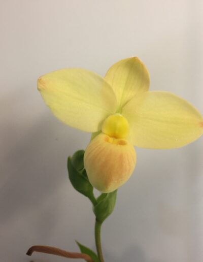 Phragmipedium besseae flavum. A single flower and one bud. The flower is a soft yellow color and the pouch is yellow overlaid with blush pink patterns
