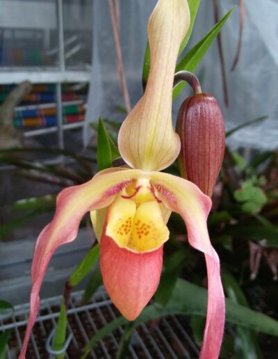 Phragmipedium (no name). An inflorescence with 1 open flower and 1 bud. The flower has a pink pouch with yellow and pink spots. The 2 petals are in a horseshoe pattern and have a light yellow center and mid-pink edges. The dorsal sepal is a light yellow.
