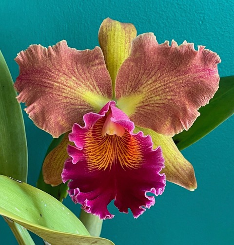 Rhyncholaelia Cinnamon Sticks. A single large Cattleya flower with a large magenta lip with bright yellow veins, 2 large petals with a yellow base color overlaid with magenta dots and 3 yellow petals.