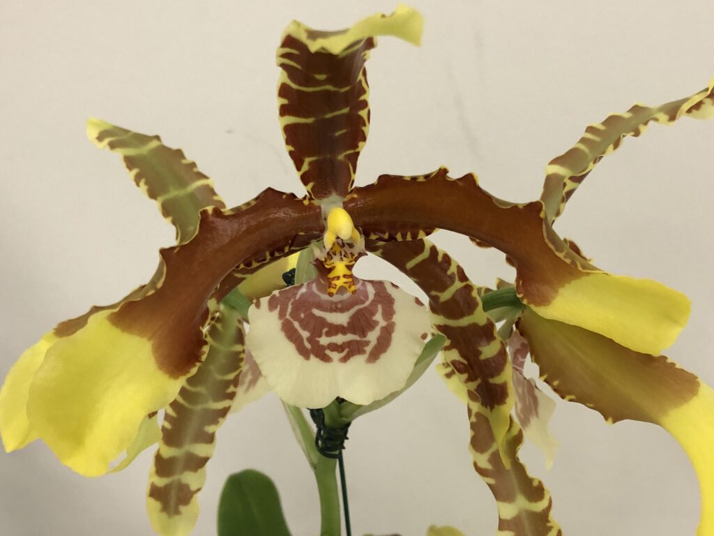 Yellow and brown Odontoglossum orchid